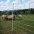 Kép 4/11 - Juhháló HORINEZT 105cm/50m 1 tüskés